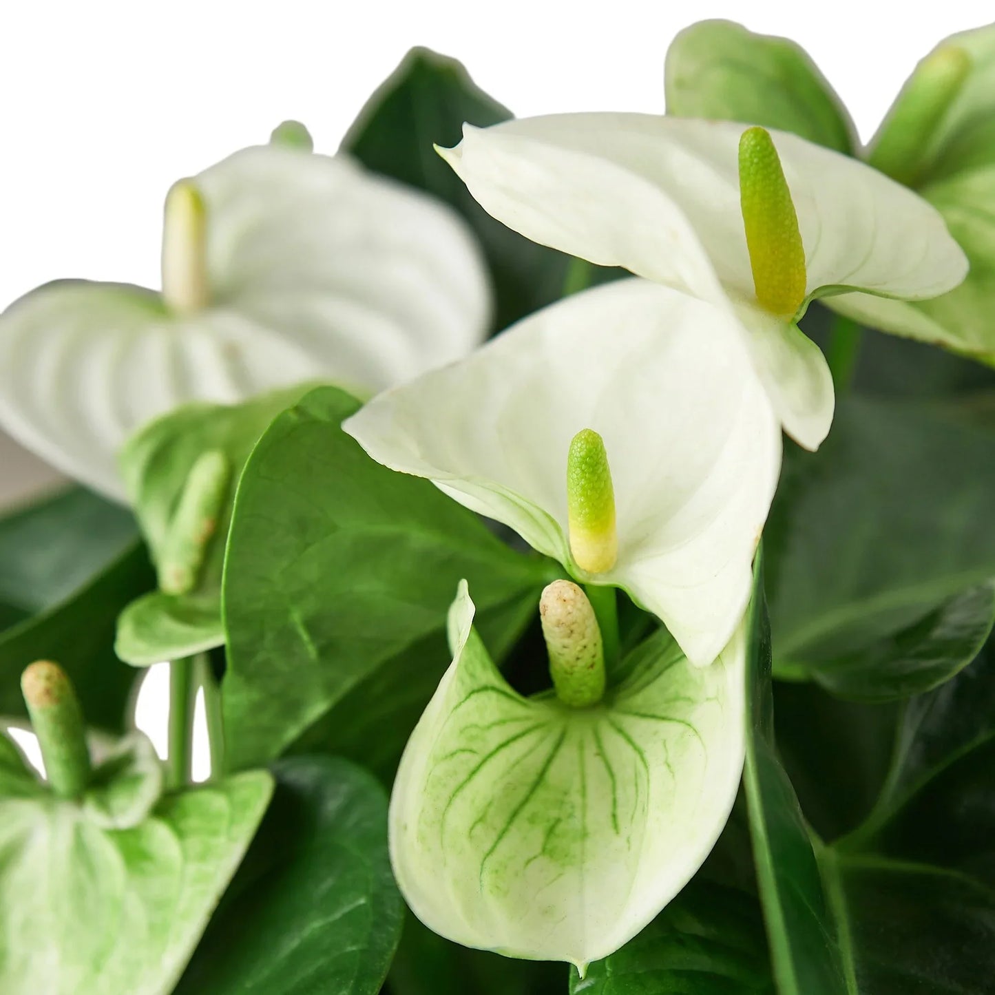 Anthurium Andraeanum – White Flamingo Flower