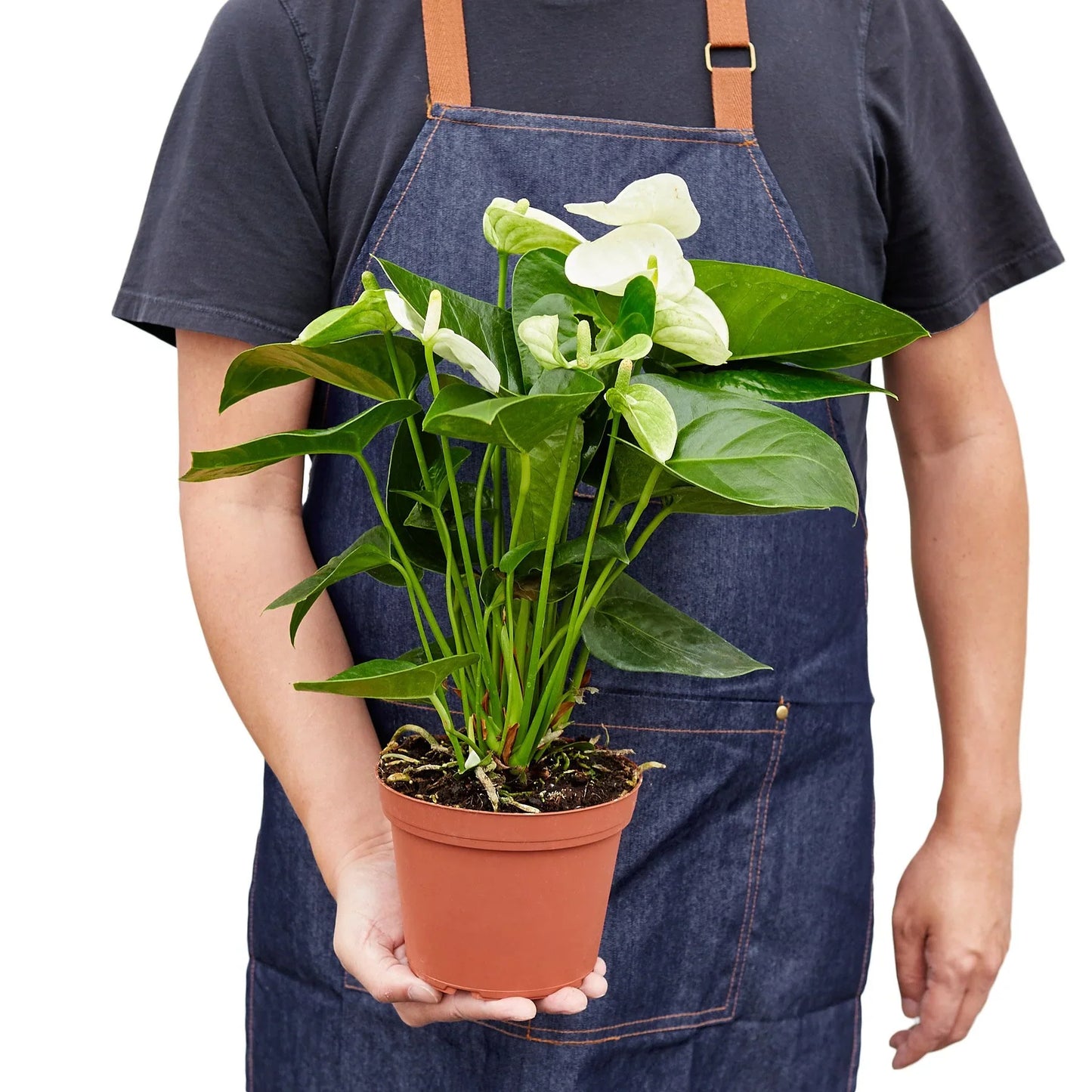 Anthurium Andraeanum – White Flamingo Flower