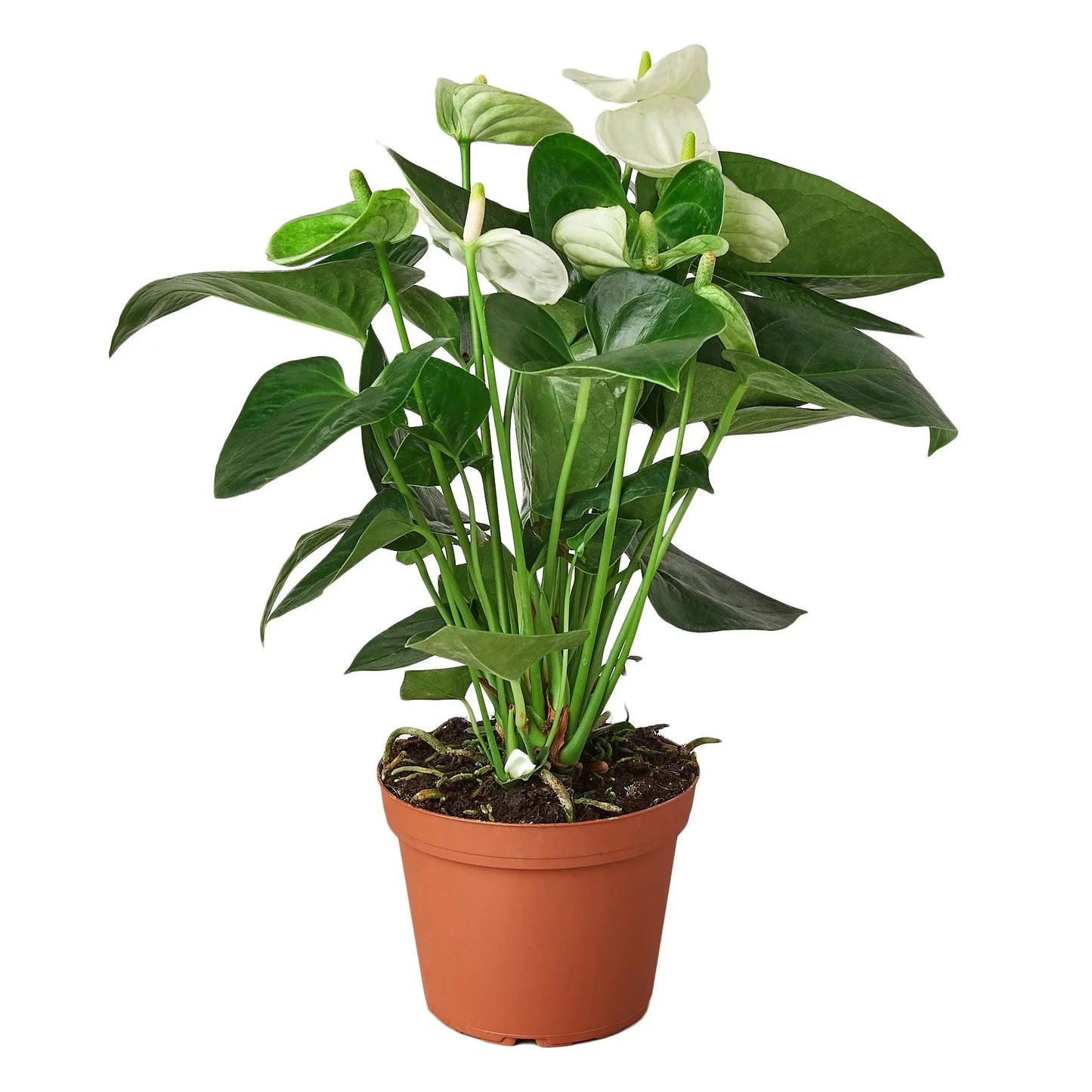 Anthurium Andraeanum – White Flamingo Flower