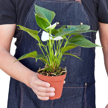 Anthurium Andraeanum – White Flamingo Flower