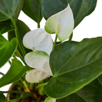 Anthurium Andraeanum – White Flamingo Flower