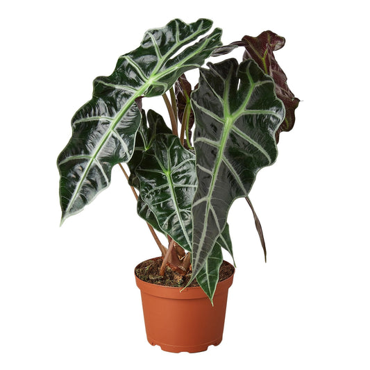 Alocasia Amazonica ‘Polly’ – The Striking African Mask Plant