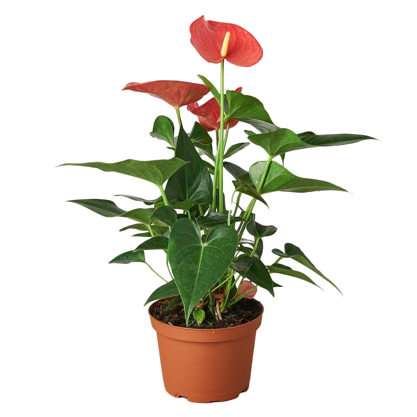 Anthurium Andraeanum – The Exotic Flamingo Flower