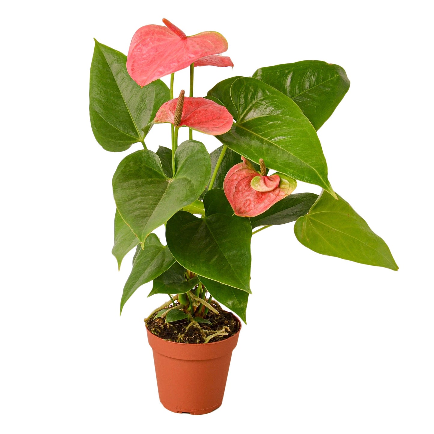 Anthurium Andraeanum – The Exotic Flamingo Flower