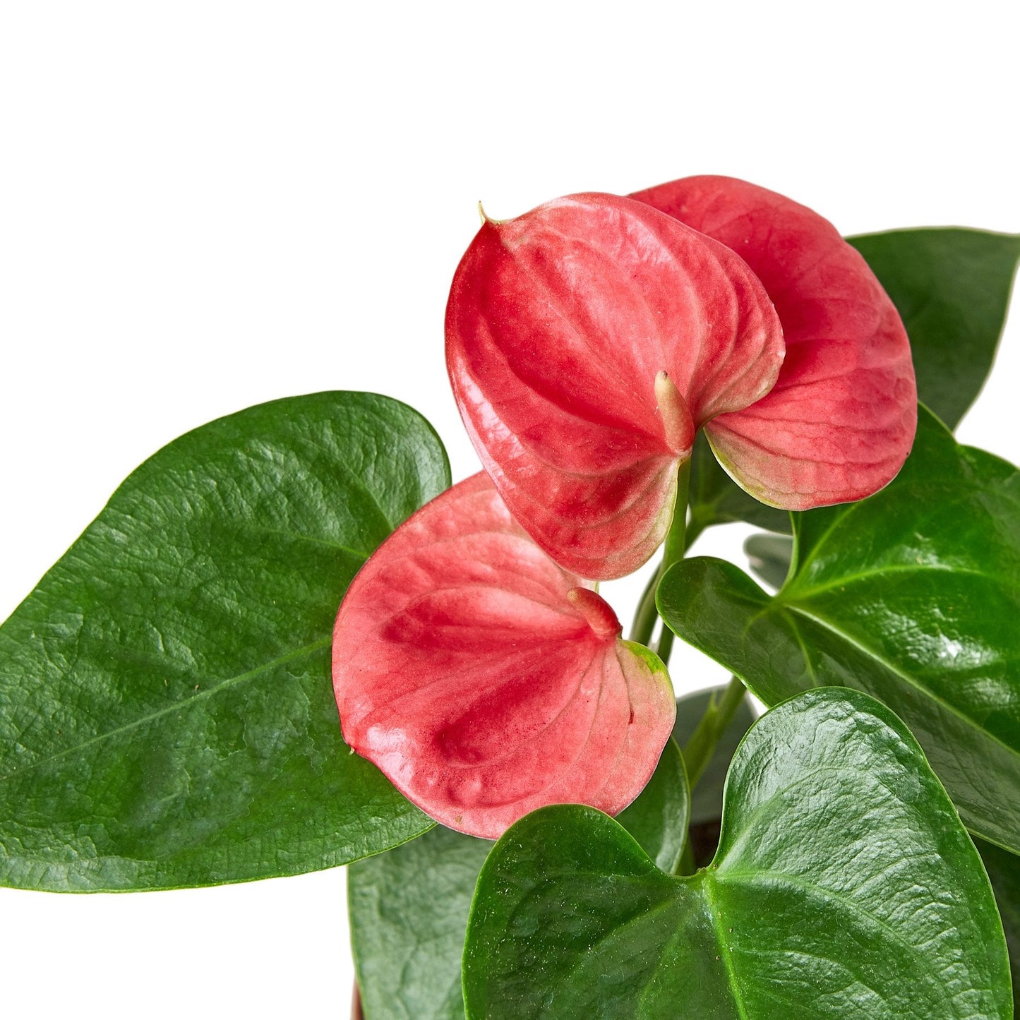 Anthurium Andraeanum – The Exotic Flamingo Flower