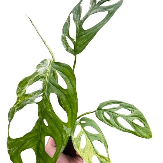 Monstera Adansonii 'Swiss Cheese Variegated'