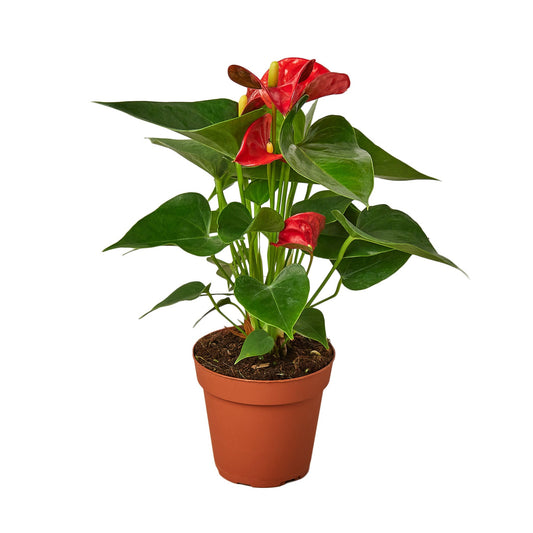 Anthurium Andraeanum – The Red Flamingo Flower