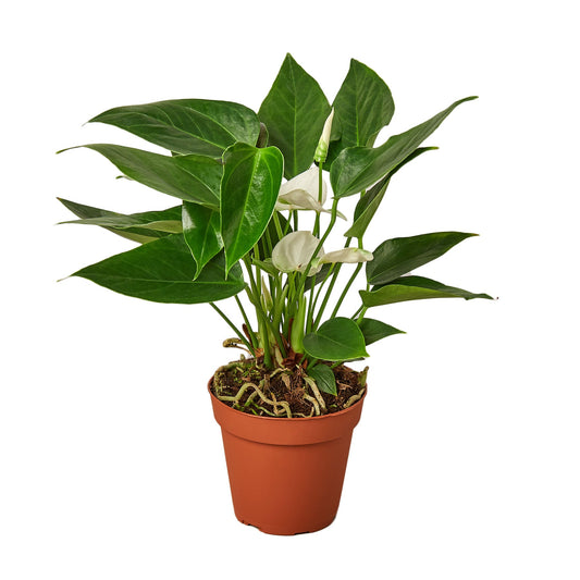 Anthurium Andraeanum – White Flamingo Flower